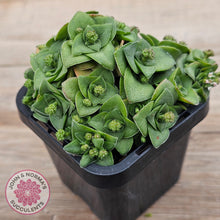 Load image into Gallery viewer, Crassula socialis
