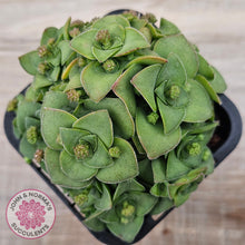 Load image into Gallery viewer, Crassula socialis
