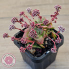 Crassula socialis
