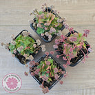 Crassula socialis