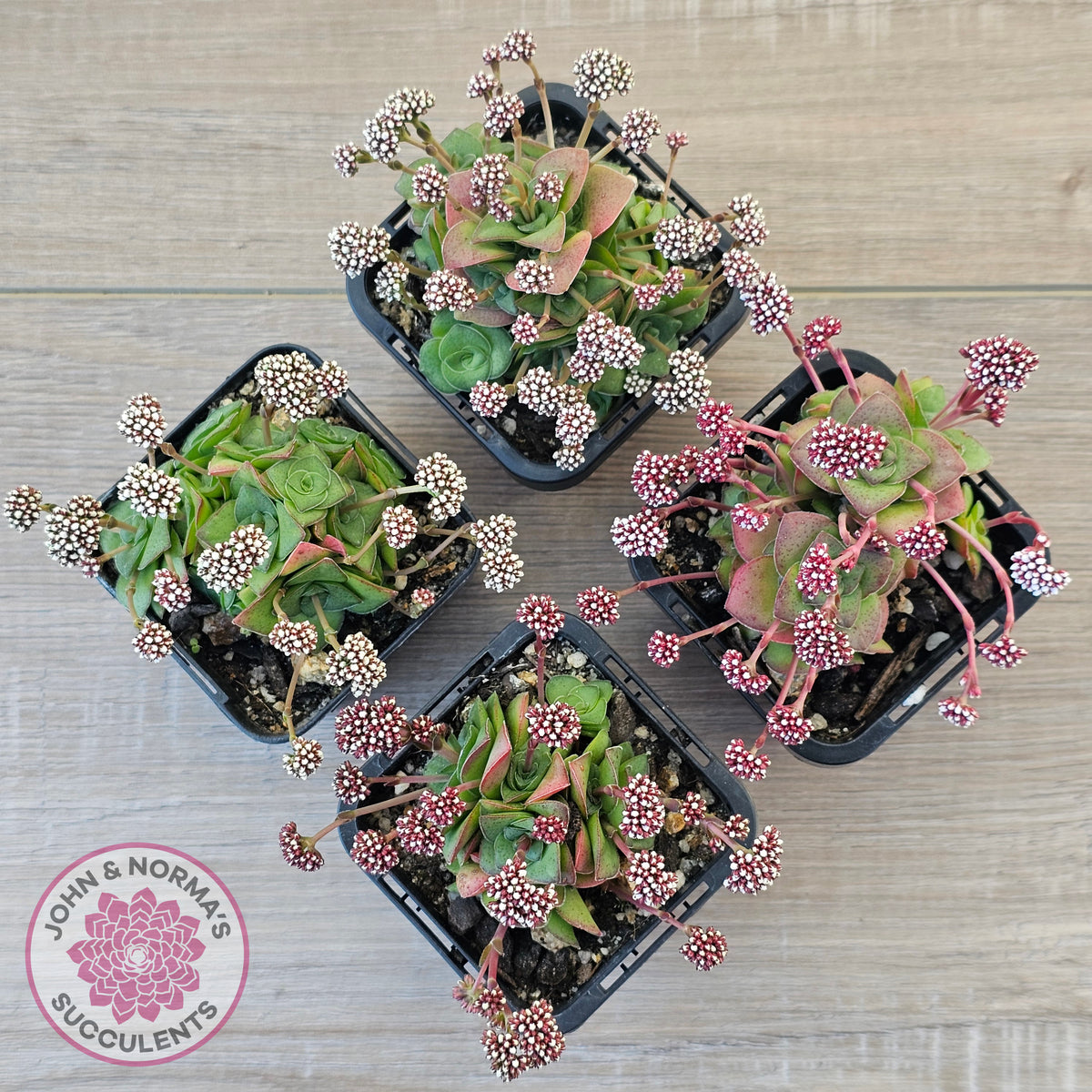 Crassula socialis