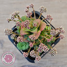 Crassula socialis