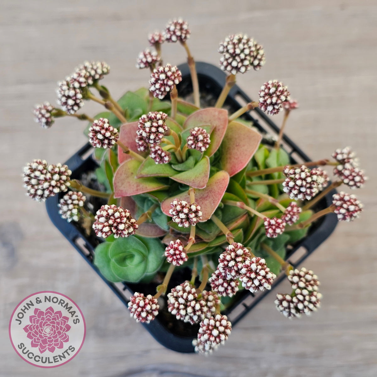 Crassula socialis