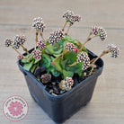 Crassula socialis