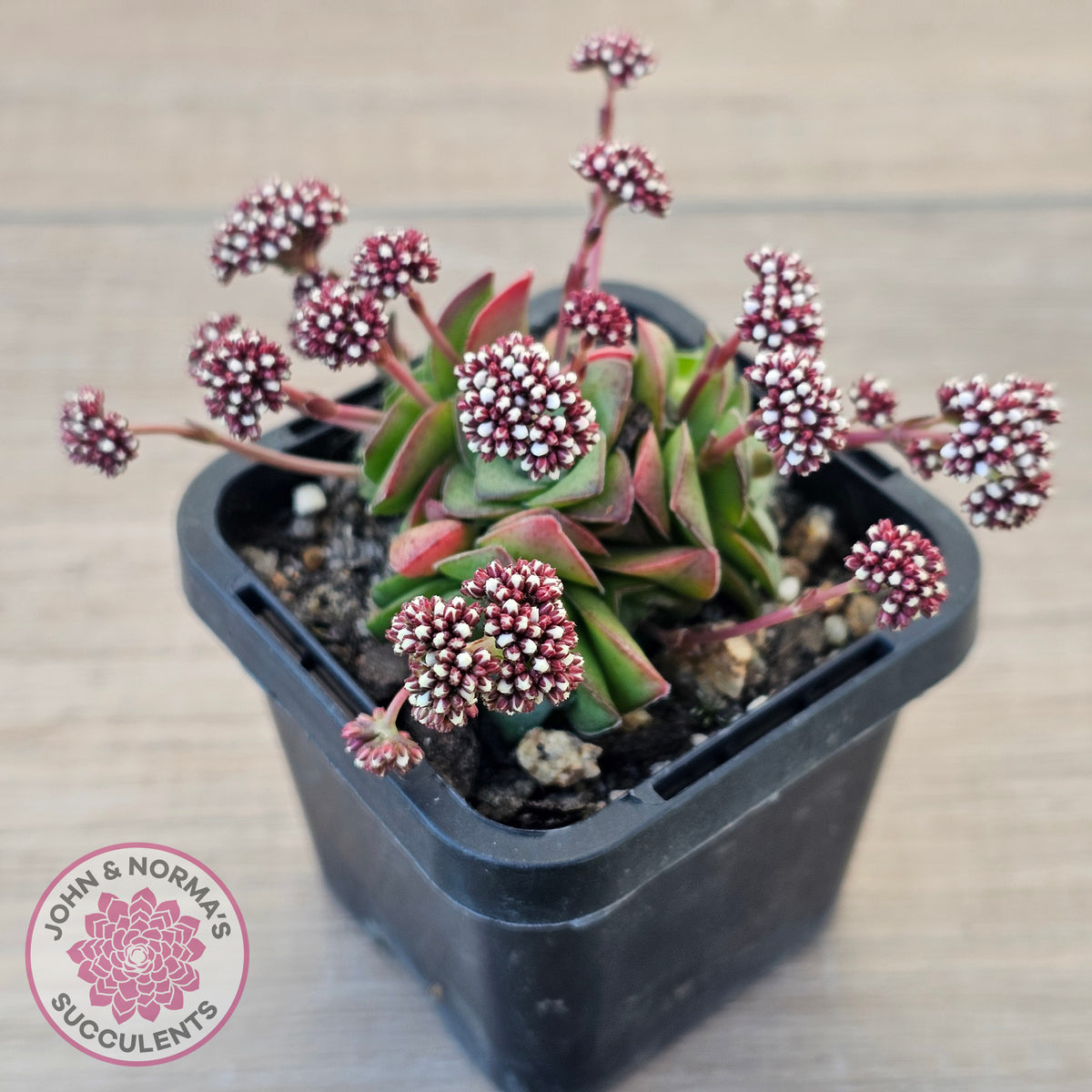 Crassula socialis