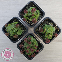 Load image into Gallery viewer, Crassula socialis
