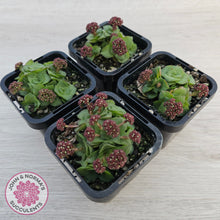 Load image into Gallery viewer, Crassula socialis
