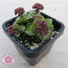 Load image into Gallery viewer, Crassula socialis
