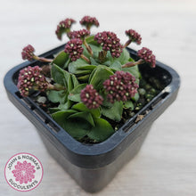 Load image into Gallery viewer, Crassula socialis
