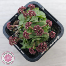 Load image into Gallery viewer, Crassula socialis

