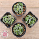 Crassula susannae hybrid