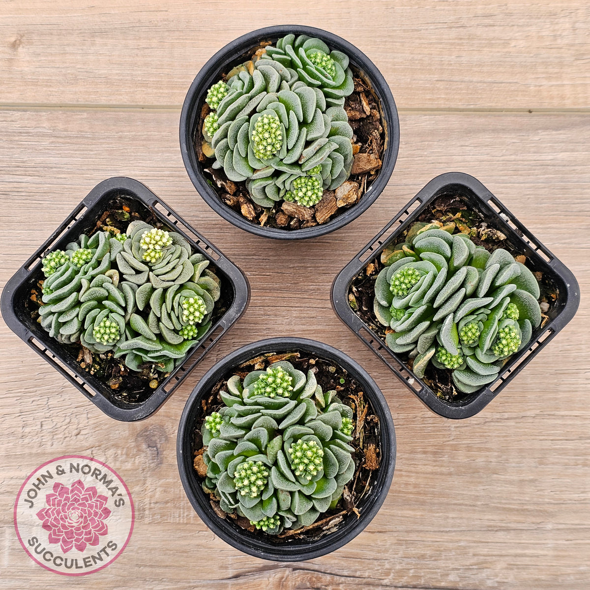 Crassula susannae hybrid