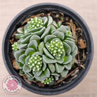 Crassula susannae hybrid