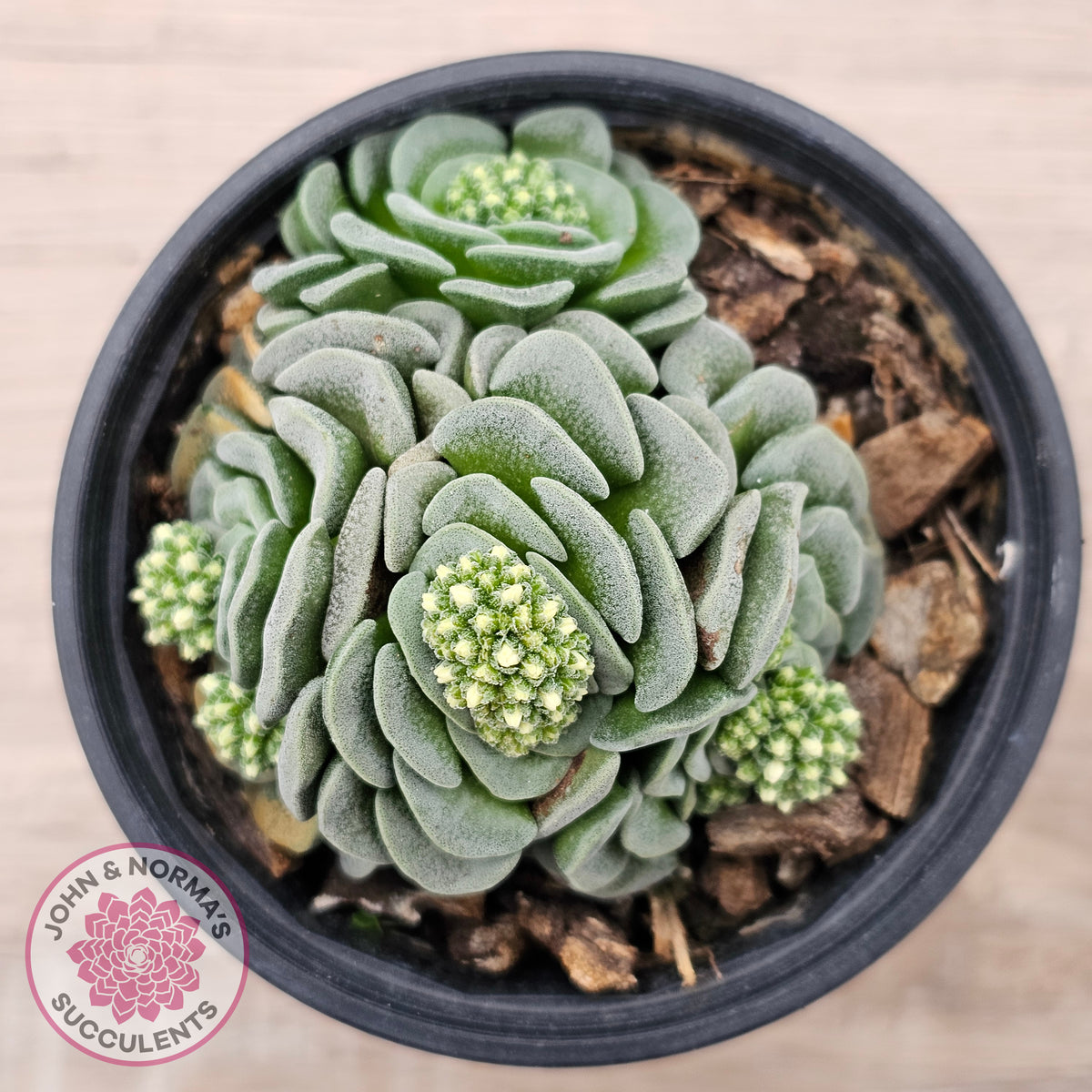 Crassula susannae hybrid