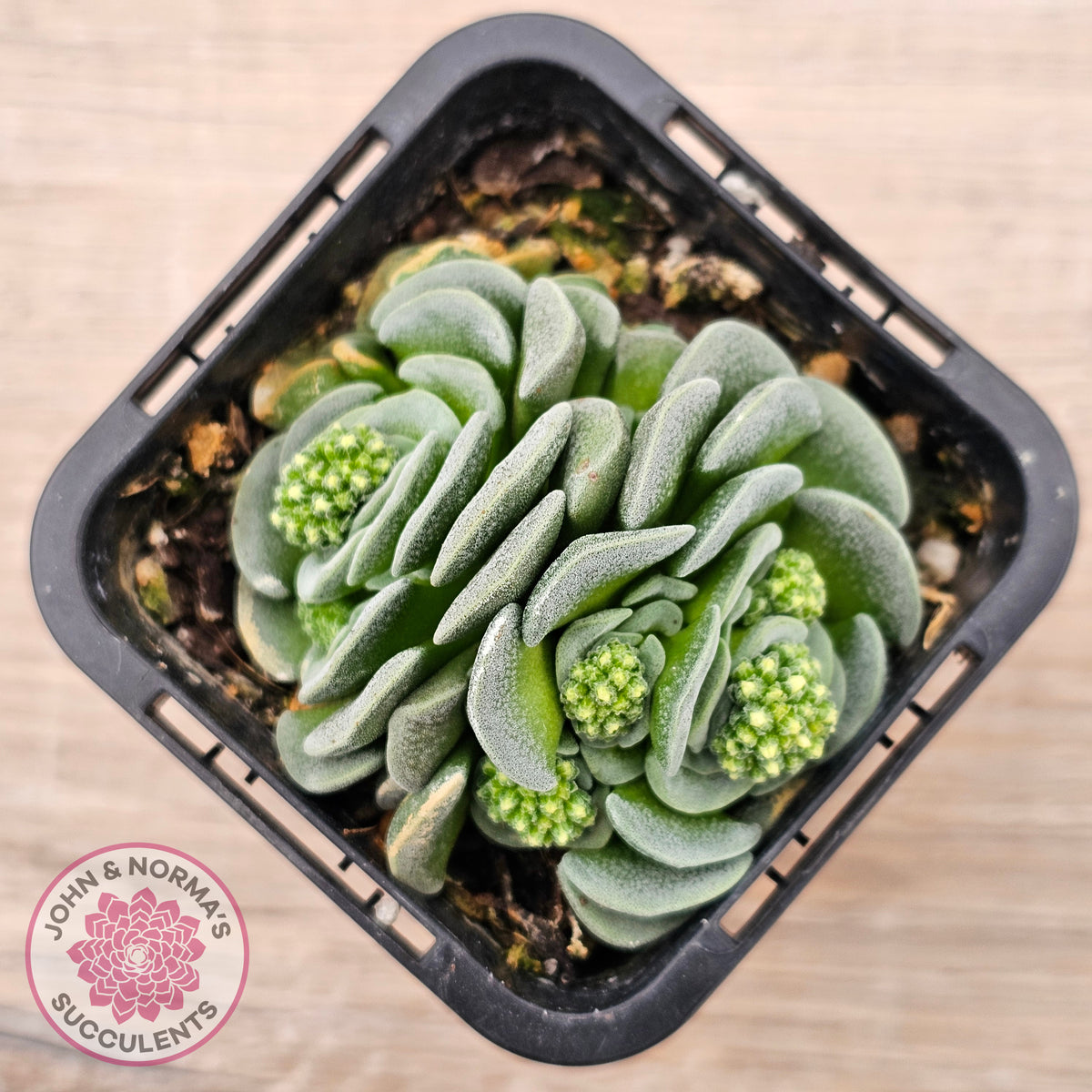 Crassula susannae hybrid