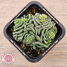 Crassula susannae hybrid