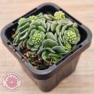 Crassula susannae hybrid