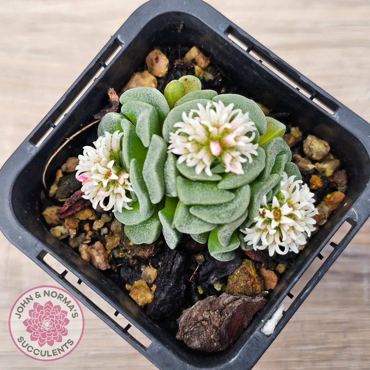 Crassula susannae hybrid