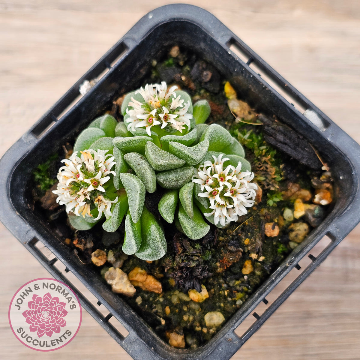 Crassula susannae hybrid