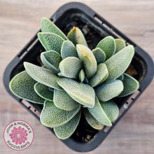Load image into Gallery viewer, Crassula tecta
