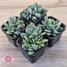 Load image into Gallery viewer, Crassula tecta
