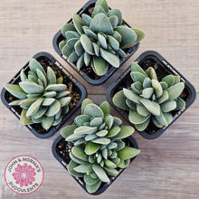 Load image into Gallery viewer, Crassula tecta
