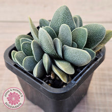Load image into Gallery viewer, Crassula tecta
