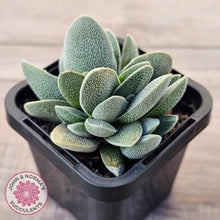 Load image into Gallery viewer, Crassula tecta
