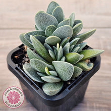 Load image into Gallery viewer, Crassula tecta
