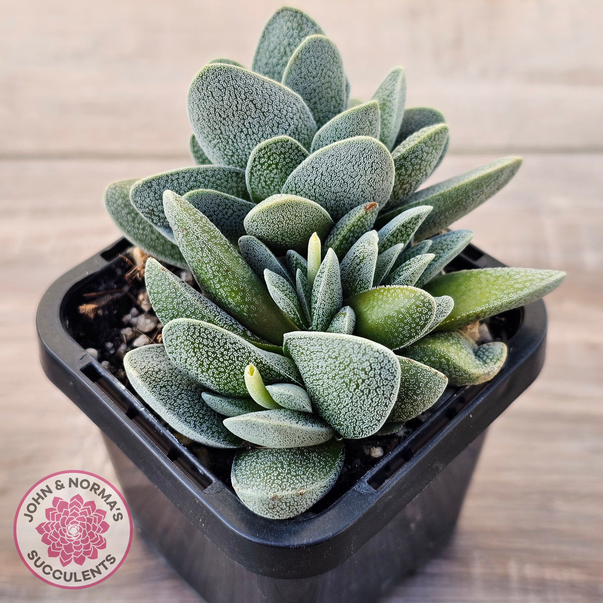 lizard plant succulents Buy Crassula tecta Australia