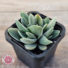 Load image into Gallery viewer, Crassula tecta
