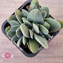 Load image into Gallery viewer, Crassula tecta
