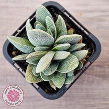 Load image into Gallery viewer, Crassula tecta
