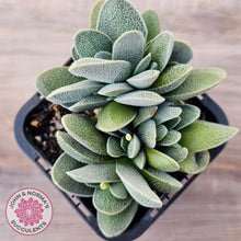 Load image into Gallery viewer, Crassula tecta

