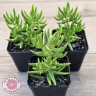 Crassula tetragona
