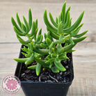 Crassula tetragona