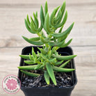 Crassula tetragona