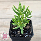 Crassula tetragona
