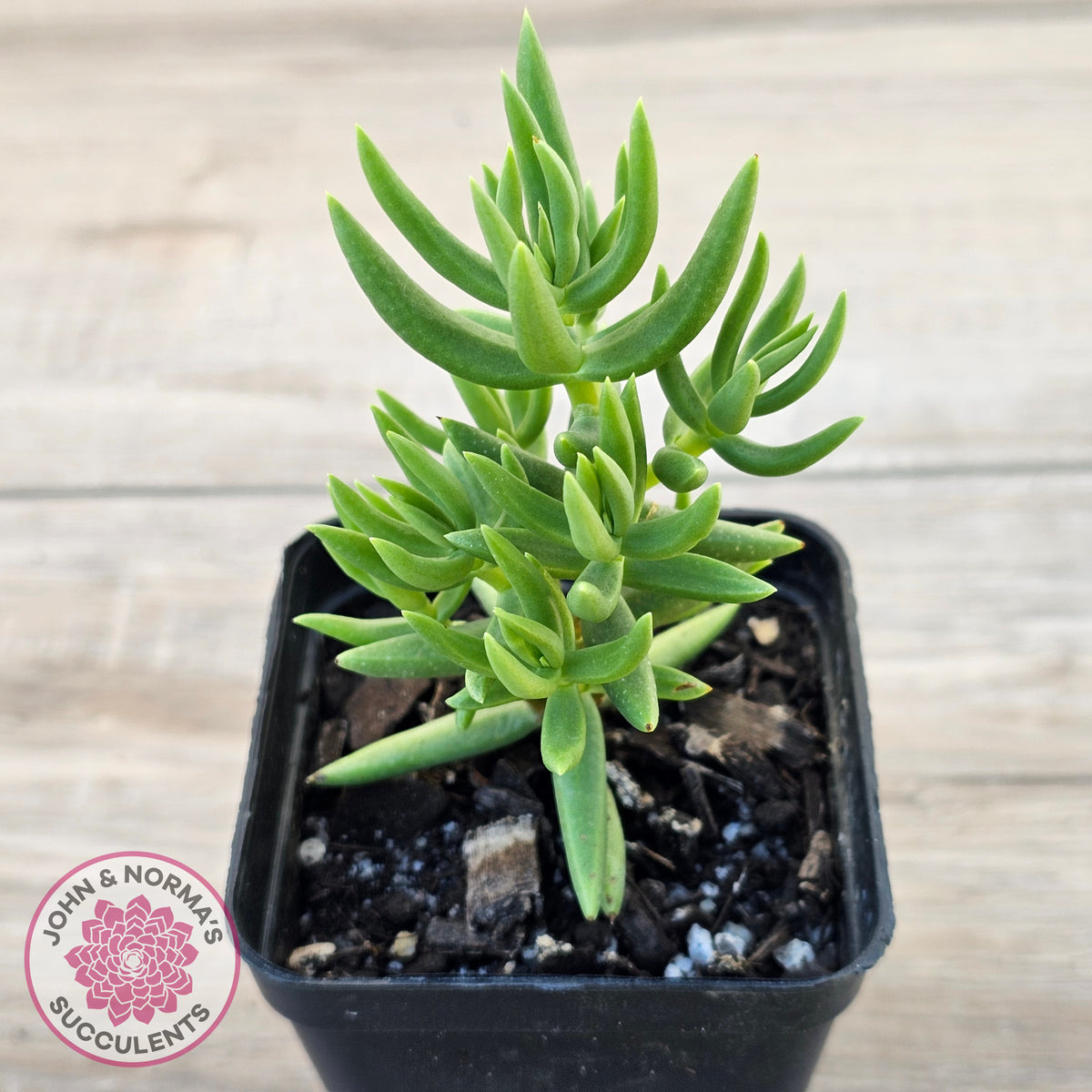 Crassula tetragona