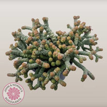 Load image into Gallery viewer, Crassula rupestris ssp. marnieriana
