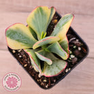 Crassula Blue Bird variegated