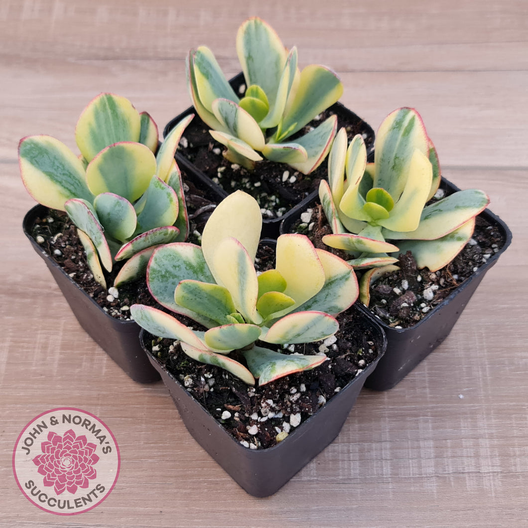 bluebird jade plant Buy Crassula Blue Bird variegated Australia