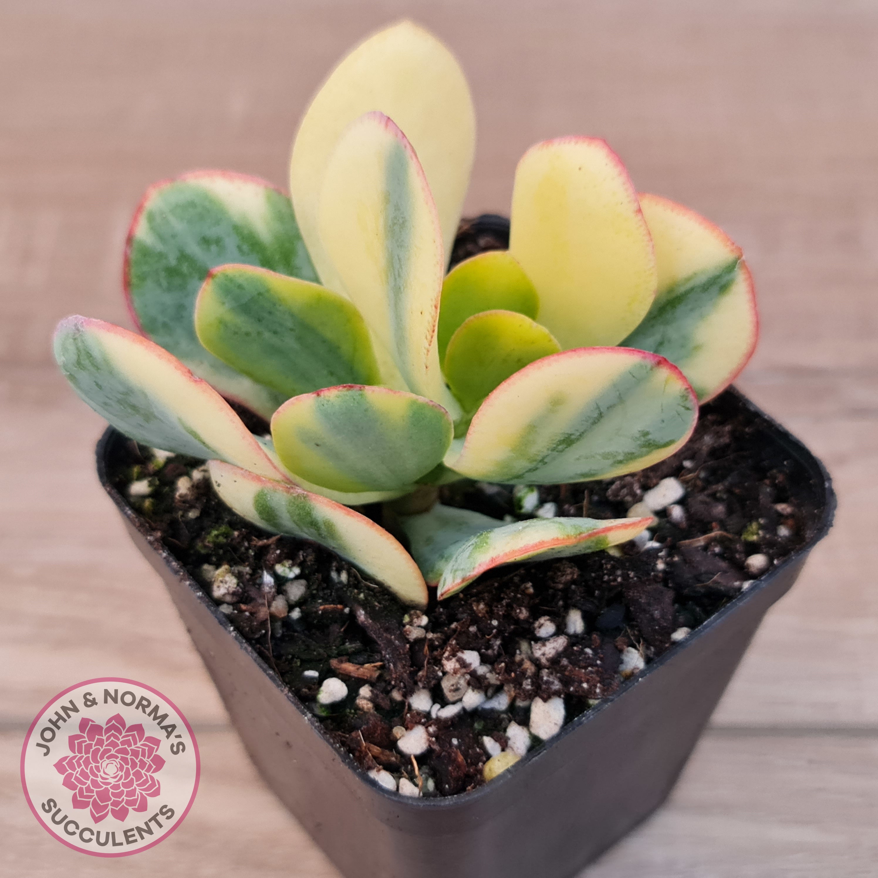 Buy Crassula Blue Bird variegated Australia