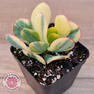 Crassula Blue Bird variegated