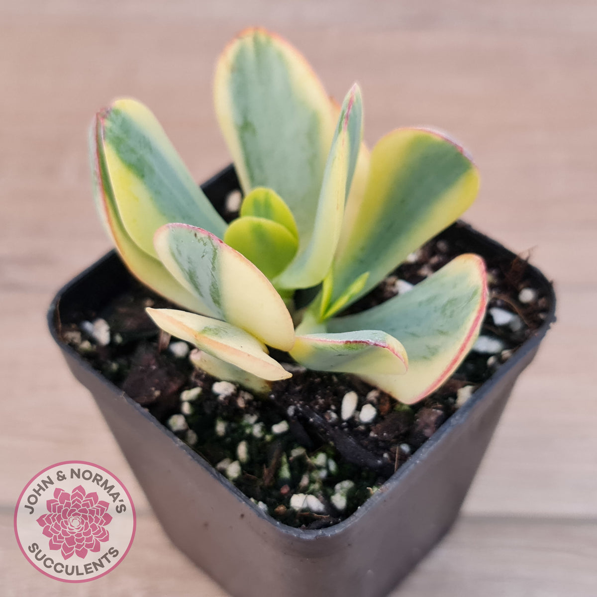 Crassula Blue Bird variegated