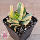 Crassula Blue Bird variegated