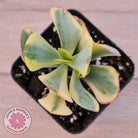 Crassula Blue Bird variegated