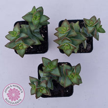 Load image into Gallery viewer, Crassula rupestris &#39;High Voltage&#39; - John &amp; Norma&#39;s Succulents Australia
