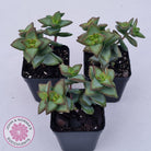Crassula rupestris 'High Voltage'