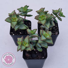 Load image into Gallery viewer, Crassula rupestris &#39;High Voltage&#39; - John &amp; Norma&#39;s Succulents Australia

